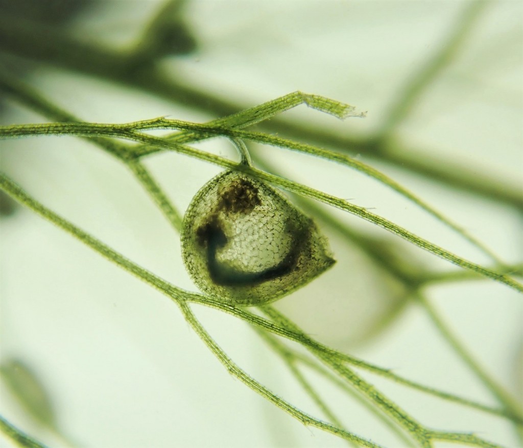 狸藻怎么吃虫子图片