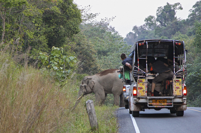 国考艾国家公园具有丰富的生态,入园的观光客可以在路上看到野生的大象。