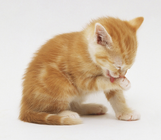 猫咪在舔毛时,会把毛发也吃进肚子里。