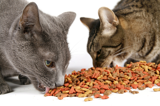 进食太快,也容易令猫咪肠胃不适,出现呕吐情况。