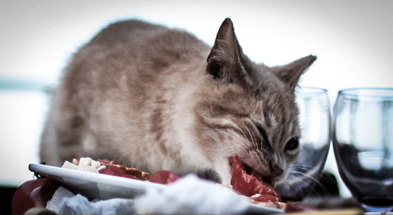 突然由干粮转喂生肉，猫咪的肠胃可能会不适应。