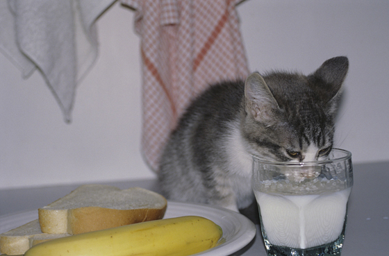 猫咪有乳糖不耐症，喝了牛奶可能会造成肠胃不适。