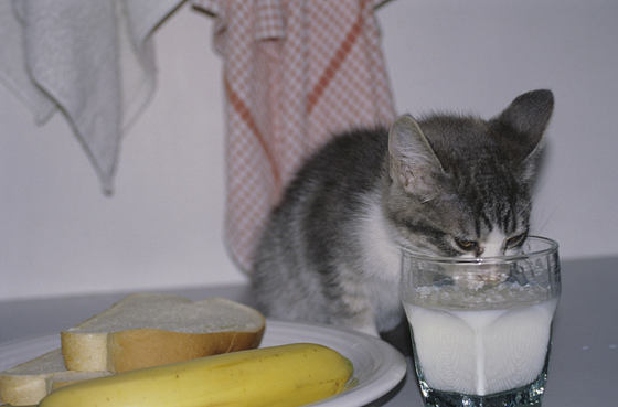 猫咪有乳糖不耐症,喝了牛奶可能会造成肠胃不适。