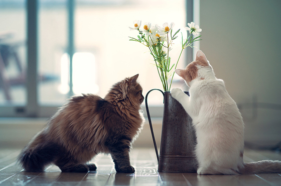 家中的盆栽,也是令猫咪中毒的主因。