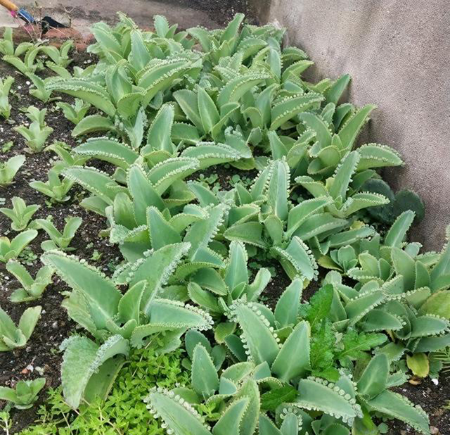 在住家空地种植不死鸟,它很快繁殖一大片。
