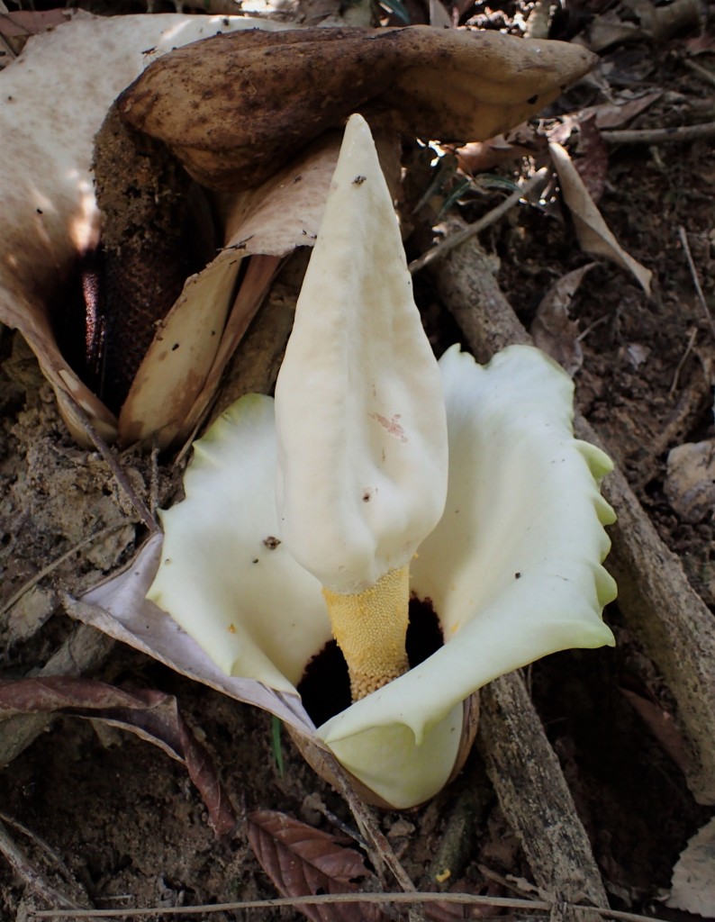 魔芋的花序。这是西马最常见的魔芋Amorphophallus prainii。