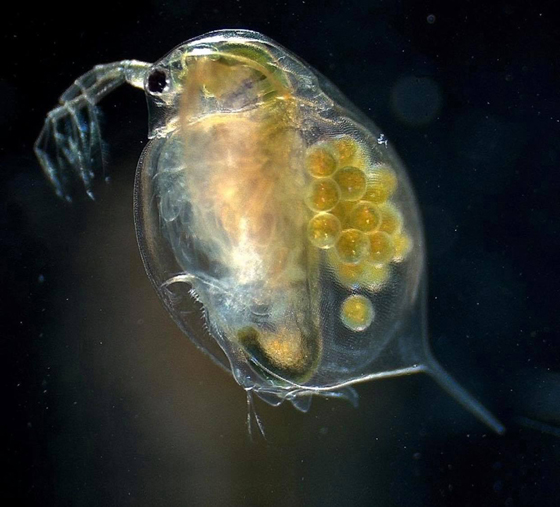 水蚤Daphnia和Moina不仅蛋白质含量高,且含有鱼类所必需的氨基酸、维生素及钙质。培养水蚤的方法也比较简便,少量饲养的话可用瓶、罐、缸等;大量饲养可用土池和水泥池。