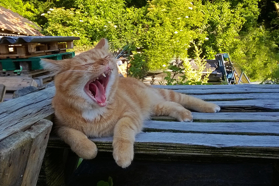 猫咪觉得四周安全,而又全身放松时,便有可能把舌头伸了出来而不自知。