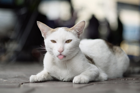 猫咪过热的话,也会伸舌头来散热。