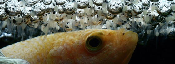从鱼卵中刚孵化出来的小鱼并不会游泳，只会在泡巢上悬浮。这时，公鱼会负责照顾小鱼。如果小鱼掉入水中，公鱼会将它送回泡巢。