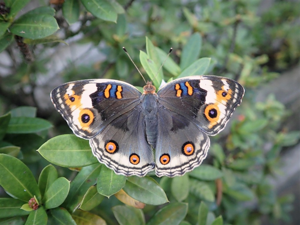 雌性翠蓝眼蛱蝶。