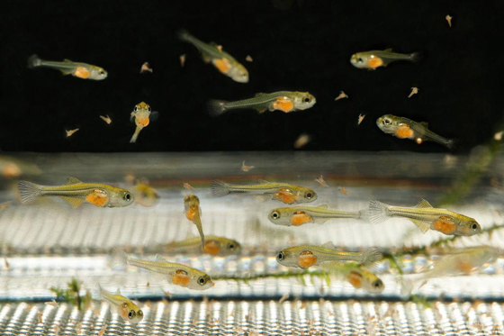 小鱼学会平游以后，可以开始给小鱼喂食丰年虾细卵等。