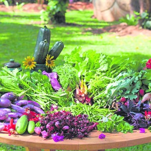 疫情期间开启了自己种植蔬果，这将是未来每家都有菜园趋势。
