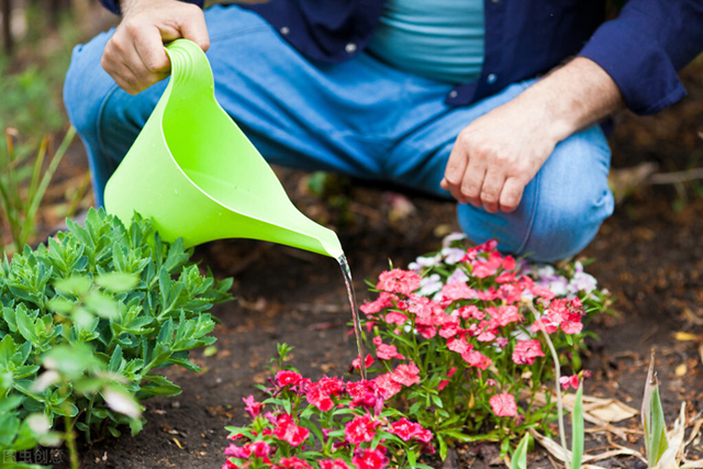 man's hands Watering flowers with a watering can
