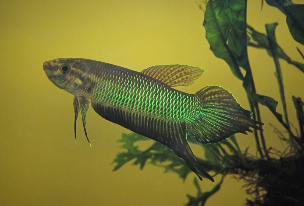 雄性贝利卡斗鱼，鱼鳍比较长，体色比较鲜艳，身体也比较苗条。