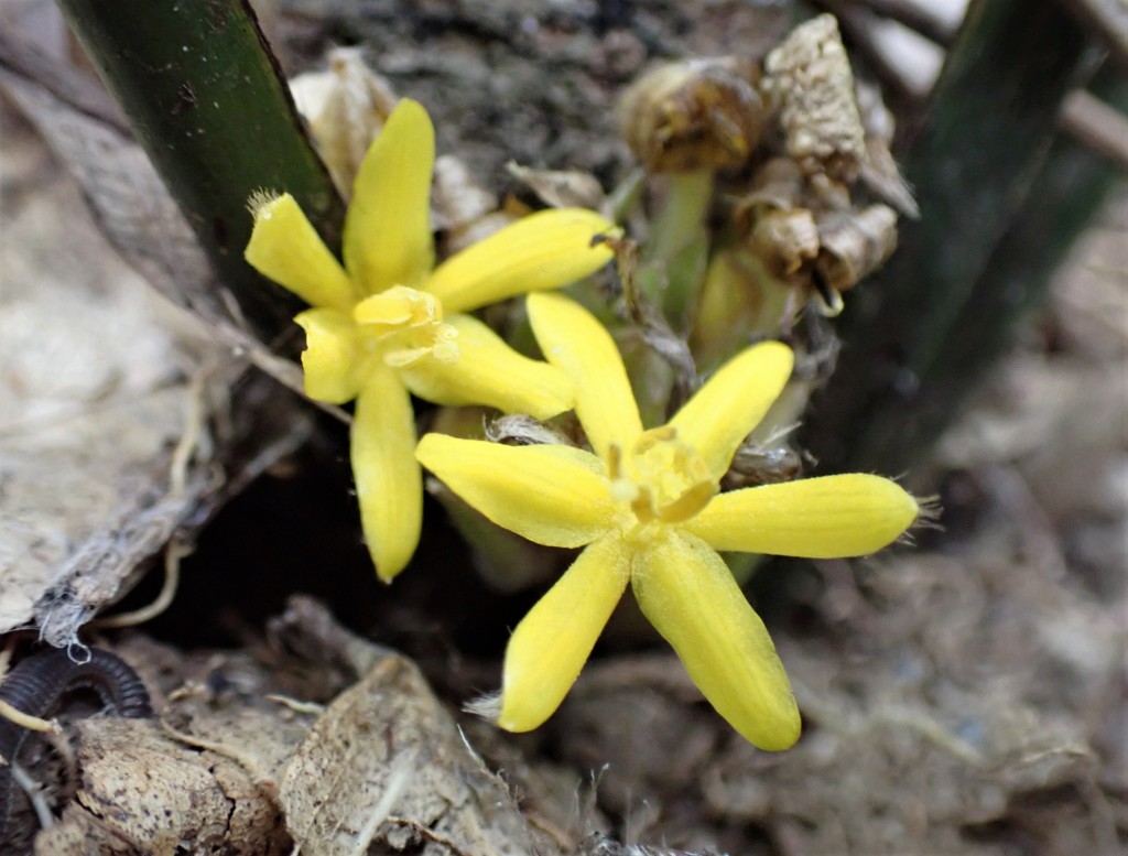 【自然大马】宽叶仙茅 化酸涩为甜蜜