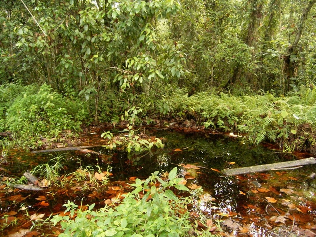 泥炭沼泽是贝利卡斗鱼的家。
