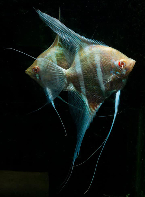 斯卡白子神仙:斯卡白子神仙，Dantum Angelfish，是最近深受水族爱好者喜欢的鱼种，据说是Shahar Danzinger将埃及（Altum）神仙鱼和秘鲁（Peruvian）神仙配对出的新品种。