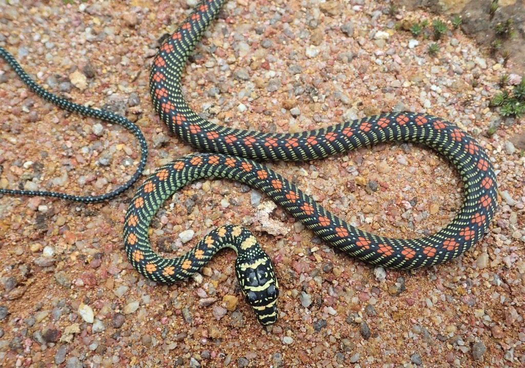 自然大马飞蛇没翅膀也能飞