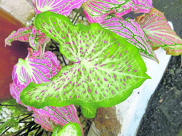 种花叶芋最主要有足够阳光和水分.