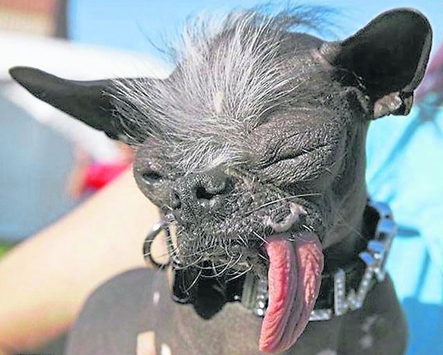 【世界之最】最丑动物 | 新生活报 - ilifepost爱生活