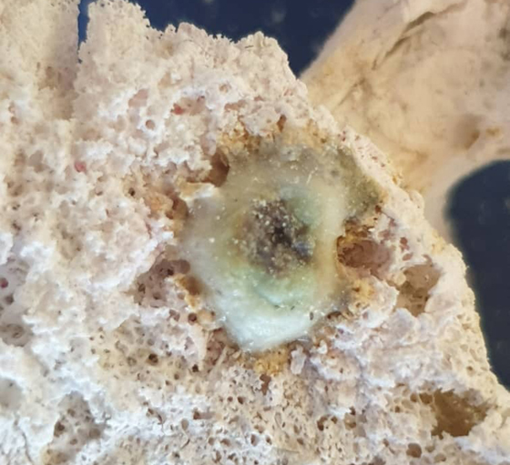 遗体火化出现舍利花