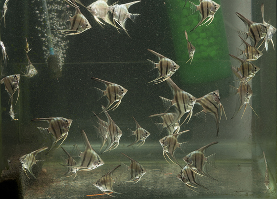 神仙鱼幼鱼的生长速度非常的快，几乎一天一个样，关键是提供合适幼鱼的开口食物。