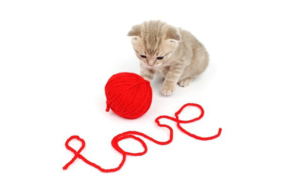 cat and wool sign love