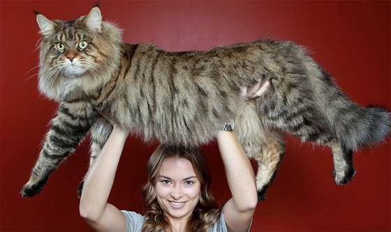 缅因猫,因产自美国缅因州而得名,是世界上体型最大的猫咪品种之一。