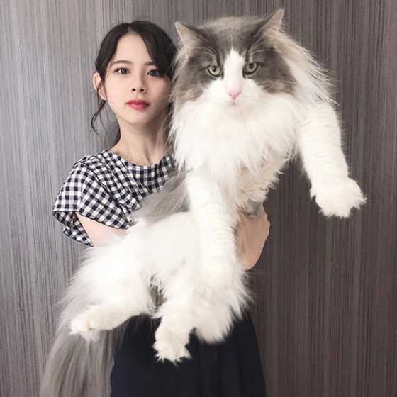挪威森林猫拥有一身长而厚实的被毛,优雅与功能性并存。幼猫大约需要3-4年的时间,才能长出成猫的被毛。