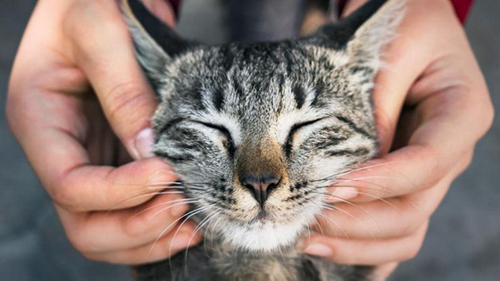 很多猫奴发现,爱撒娇的猫咪特别喜欢“煲水”。
