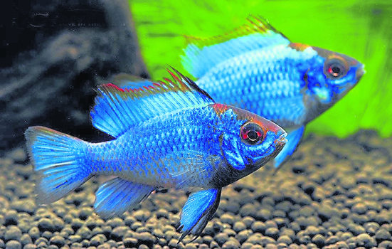 电光兰凤：此鱼有很多变异品种，色彩、外形多种多样，像电光兰凤(Electric Blue Ram)。（图片提供: SanYow Su）