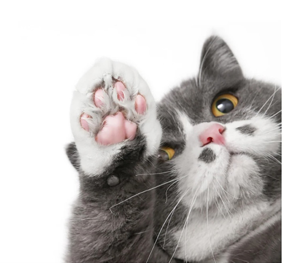 宠物冷知识 猫咪肉球小秘密 新生活报 Ilifepost爱生活 宠物冷知识 猫咪肉球小秘密 新生活报 Ilifepost爱生活