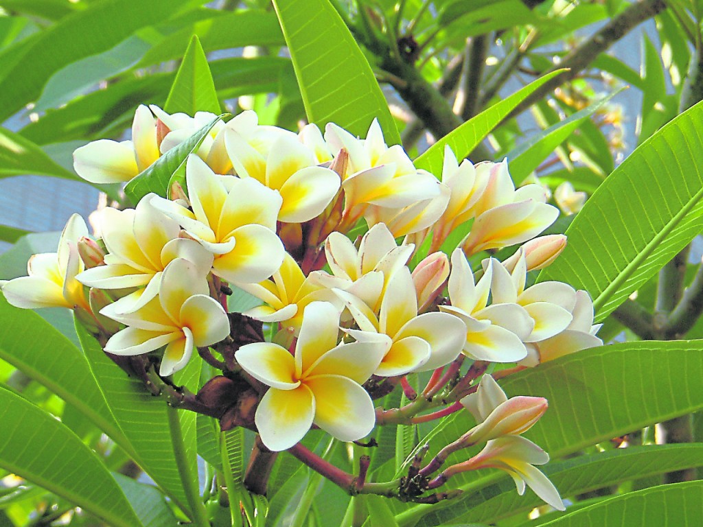 若坟墓处种鸡蛋花树,会让子孙后代陷入桃花孽缘,家庭难享天伦之日又被财务困恼。
