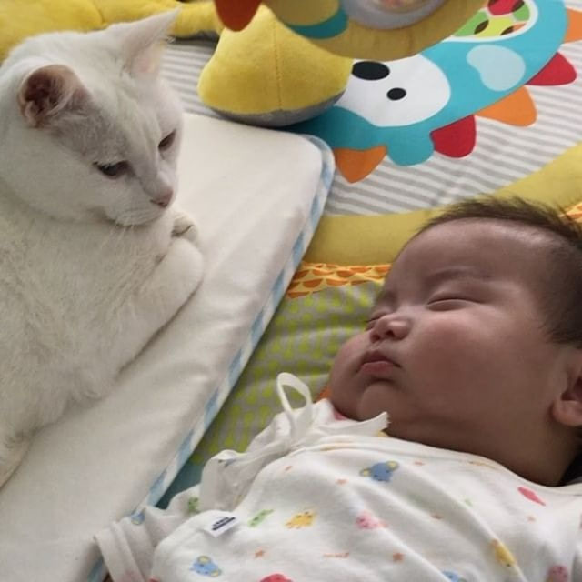 猫咪对小孩十分好奇。