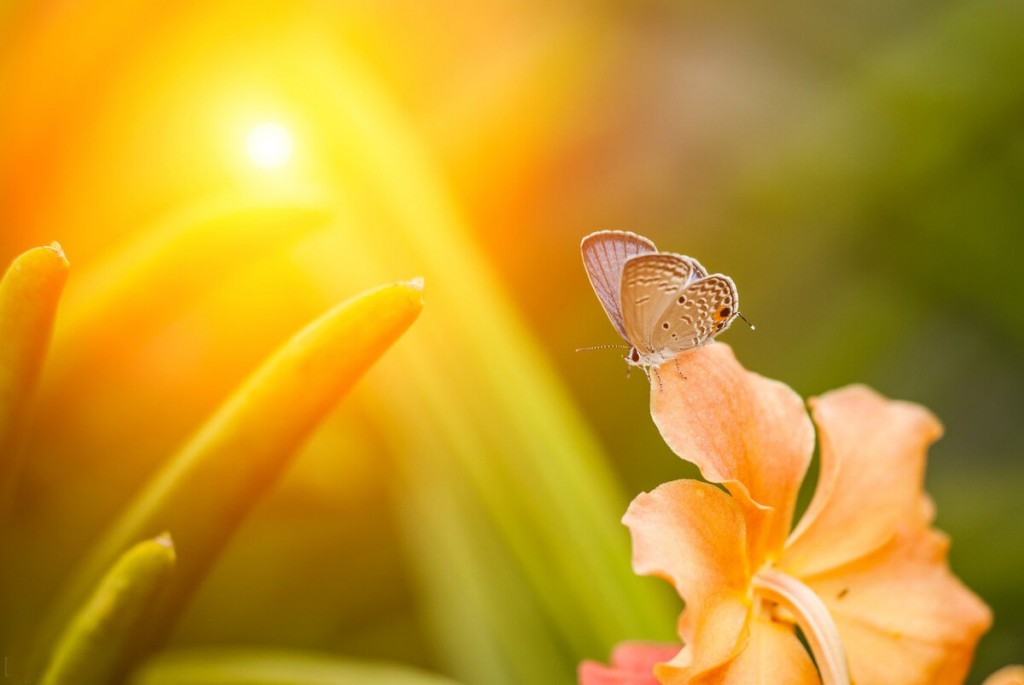 butterfly early in the morning