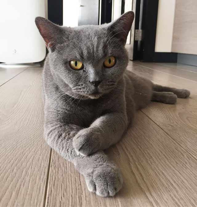 杏儿的猫咪,当然幸福过人。