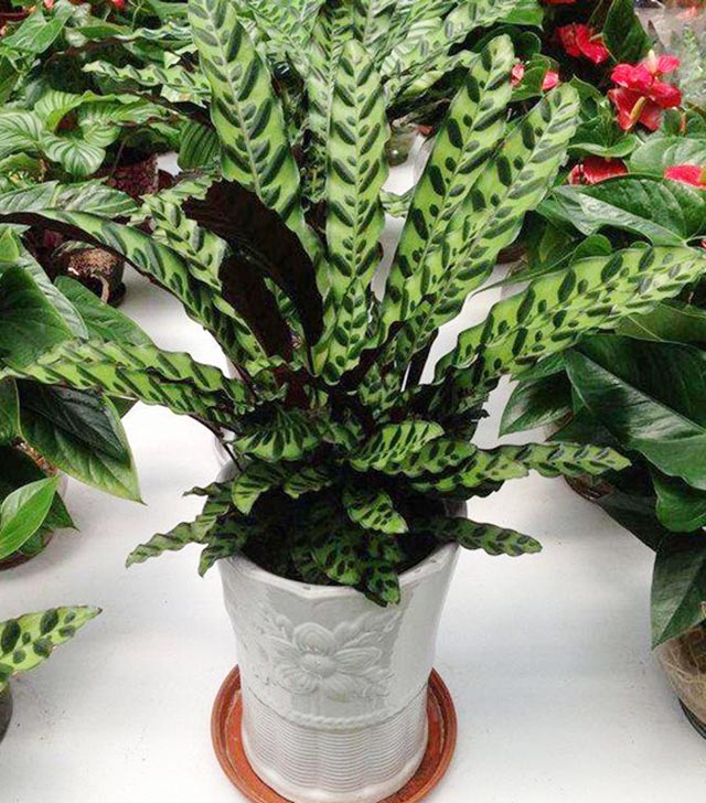 猫眼竹芋比较适合种植在半阴的环境。