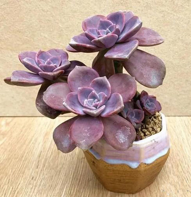 紫乐多肉很容易照顾,是新手最佳选择.
