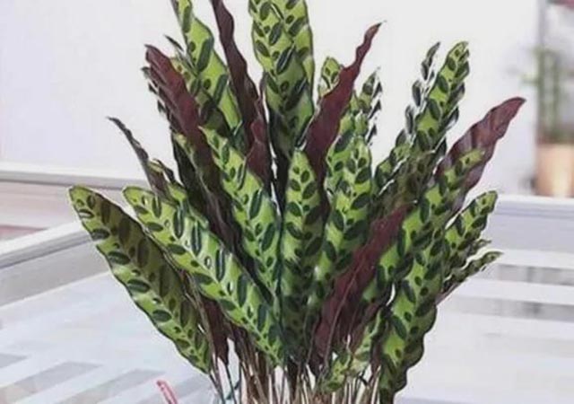 种植猫眼竹芋要防治虫害和病害侵入。