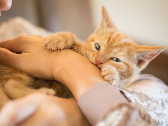 宠物课室 错误行为造成猫咪远离你 新生活报 Ilifepost爱生活