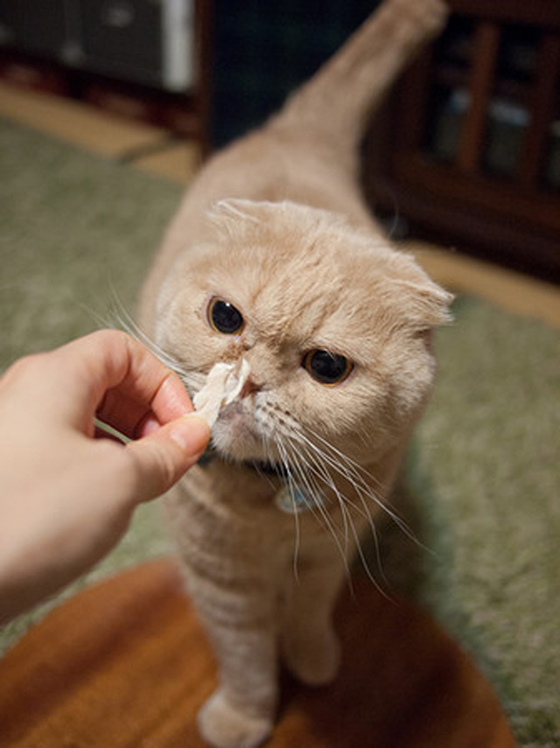 想改善跟猫的关系，可以从喂它吃饭或喜欢的零食开始。