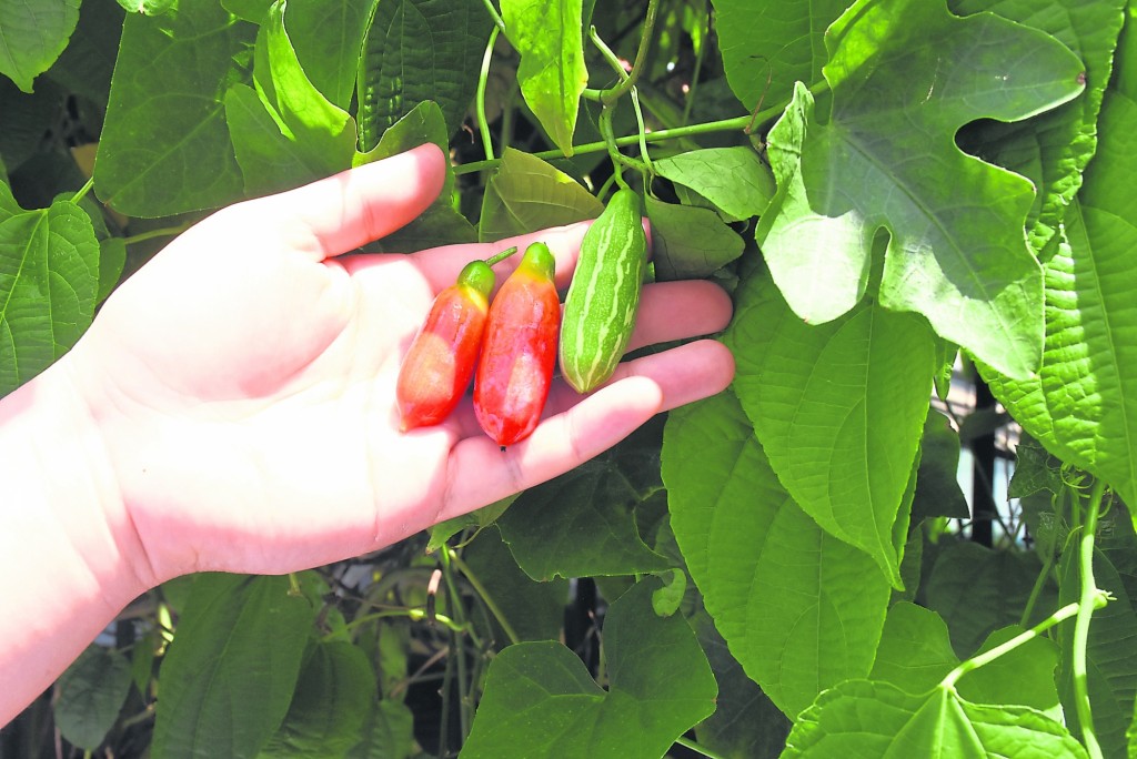 自家种植的小黄瓜和非常特别的红色黄瓜口感清甜。