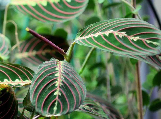 近看叶蝉竹芋叶片，它的纹理和颜色很特别，看了也很疗愈。