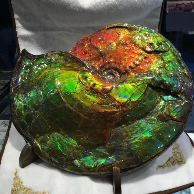 加拿大的斑彩螺,带着盘古至今的历史,披挂着一身绚丽的彩衣,顶戴着宇宙吉祥符的桂冠,从地层深处脱颖而出,世人惊讶,赞叹!