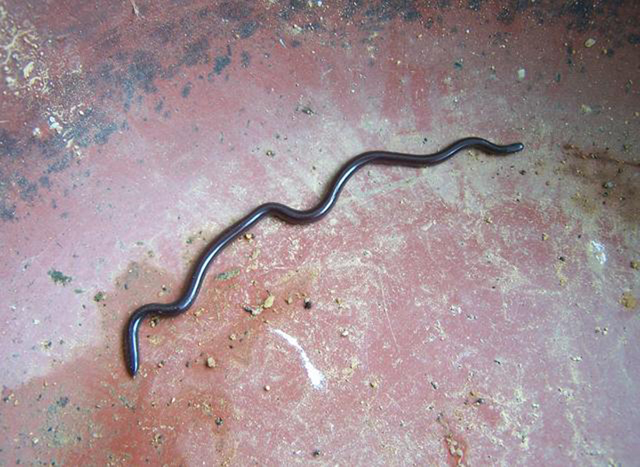 【世界之最】最小记录