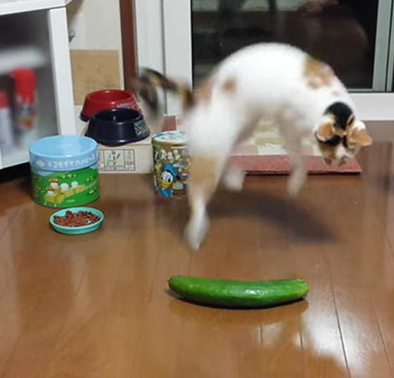 网上不少片段都看出,猫咪对青瓜存在很大的恐惧,背后原因可能与颜色有关。