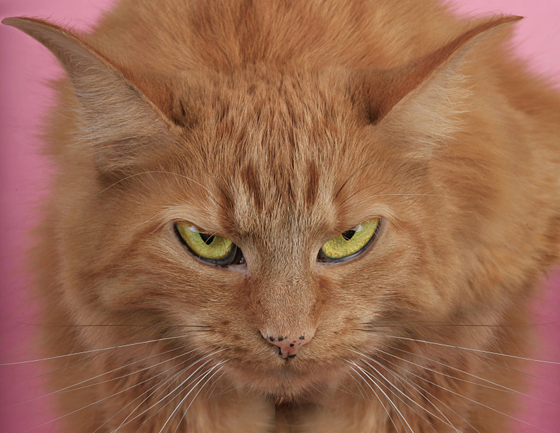 猫咪的眼神明显要告诉你:“快点走开吧!”