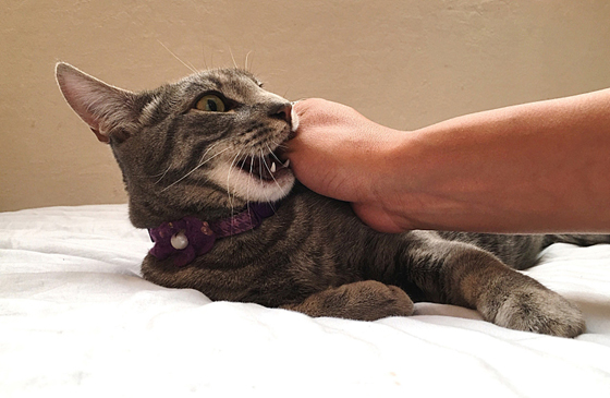 猫咪动不动就咬你,可见它有多不喜欢你呢!
