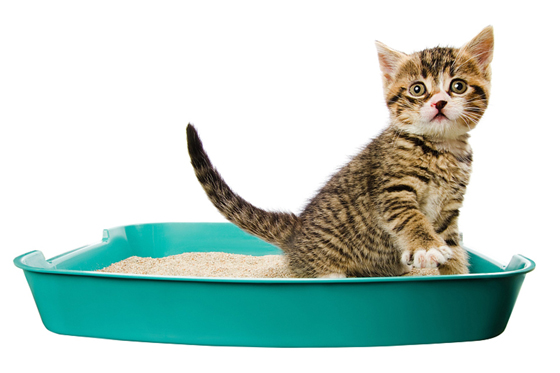 突然不在猫砂里如厕,随处大小便,都是猫咪发脾气的表现。